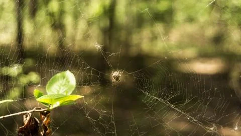 Spider at the center of the web in the forest Stock Photos