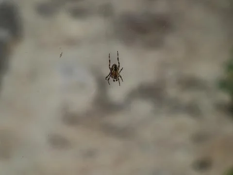 Spider in the center of a web Stock Photos