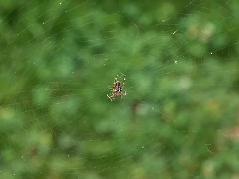 Spider in the center of a web Stock Photos
