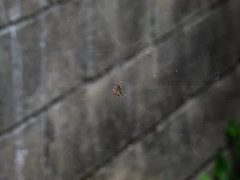 Spider in the center of a web Stock Photos
