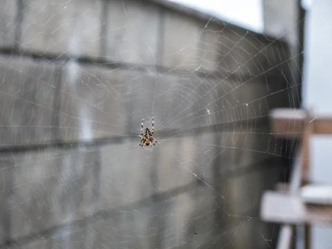 Spider in the center of a web Stock Photos