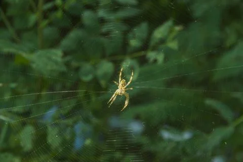 A spider on the center of web Stock Photos