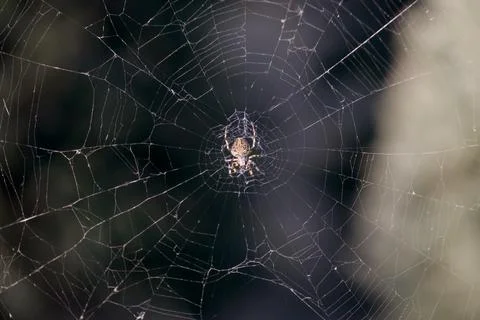 Spider Centered in Intricate Web Against Dark Natural Background Stock Photos