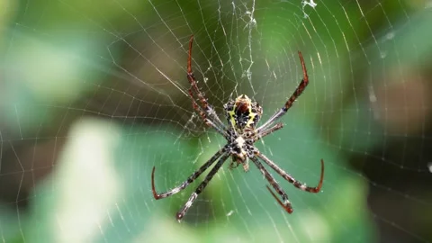 Spider Centered in Web Against Green Foliage Stock Footage 311721183