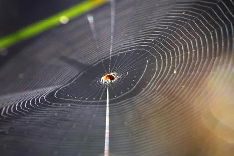 Spider centre aligned on web black background natural light outdoors sunlight Stock-Fotos