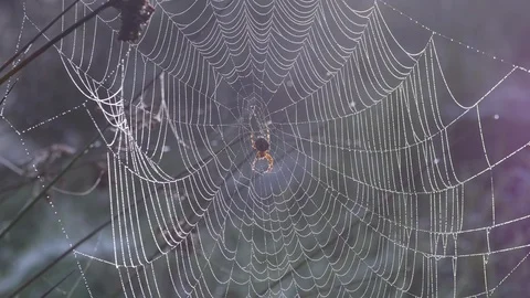 Spider at Centre of Glistening Web 스톡 동영상 97081116