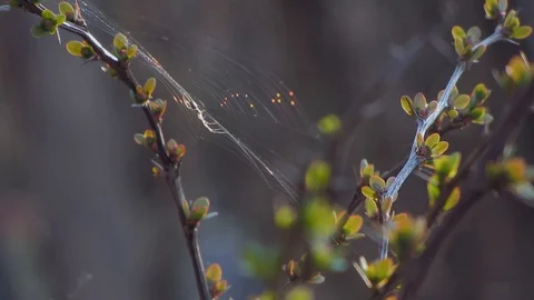 Spider on the centre of the net during windy conditions just before sunset. Stock Footage 105881647