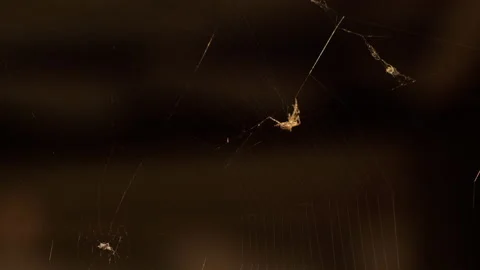 Spider in the centre of the web Stock Footage 157779291