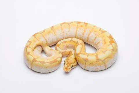Spider cg ball python or royal python (python regius), male 写真素材