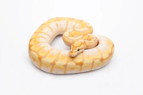 Spider cg ball python or royal python (python regius), male Photos