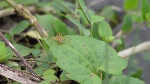 A spider is chasing an ant Stock Footage 314609150