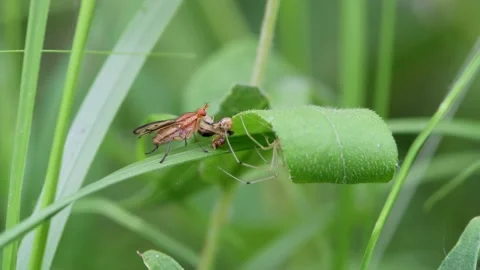Spider chasing fly away from his meal Video stock 156680302