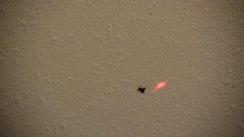 Spider Chasing Laser Pointer, Cheney, Washington, USA - 22 Feb 2017 Stock Footage 205298643