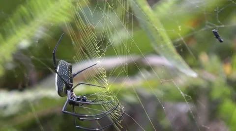 Spider chatch ant Stock Footage 50699223