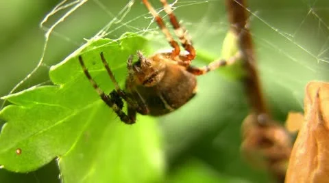 Spider Chewing Видео 11400565