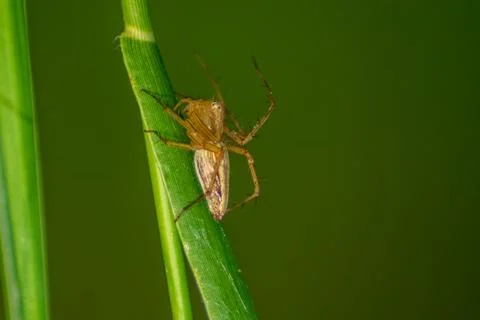 A spider child perched on a leaf stalk in the green in the morning Stock Photos
