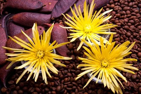 Spider chrysanthemum Stock Photos