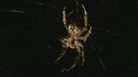Spider cleaning Stock Footage