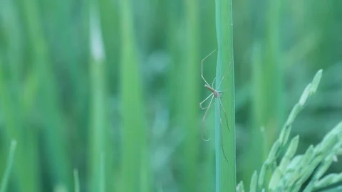 Spider cleaning its leg Stock Footage 106405092
