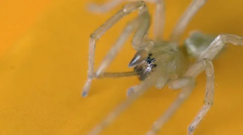 Spider Cleans Her Legs Stock Footage 4886093