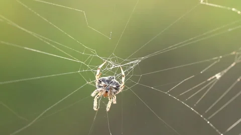 Spider  climbing  and spinning  web in the morning  , Chiangmai Thailand. Stock Footage 146638146