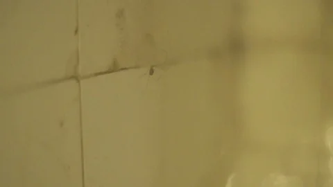 Spider climbing up the dirty wall Stock Footage 89620017