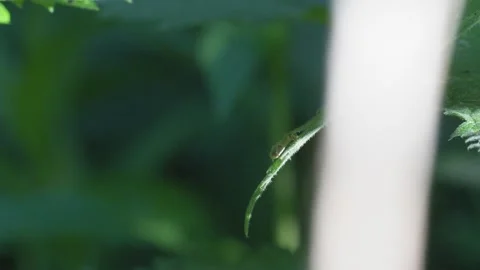 Spider Climbing Up a Grass Stalk - 4K Macro Wildlife Shot Vidéo 335699792