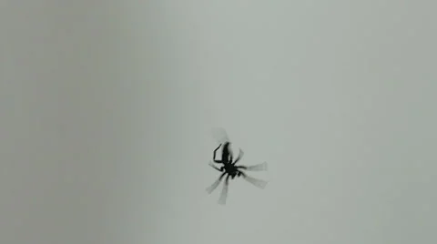 Spider climbing on its web, closeup Stock Footage 59937785