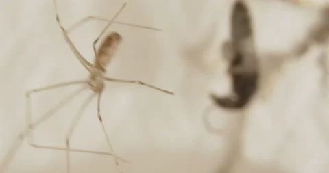 Spider climbing in its Web to collect its prey Stock Footage 169069002