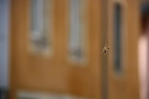Spider climbing Stock Photos