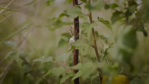 Spider Climbing Plant Stem in a Field Stock Footage 262576631