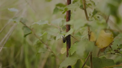 Spider Climbing Plant Stem in a Field Stock Footage 262577228