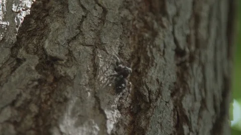 Spider climbing tree 스톡 동영상 123092019
