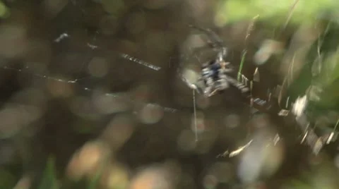 Spider climbing up web Stock Footage 8680481