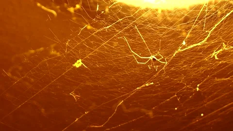 Spider is climbing on web with light  bulb, in door  Chiangmai Thailand. Stock Footage 239594737