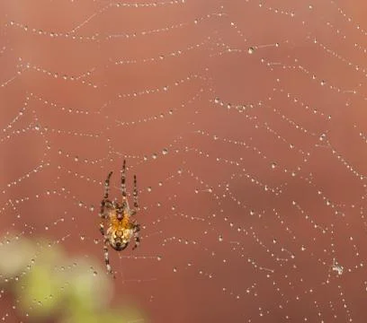 Spider climbing up web Stock Photos