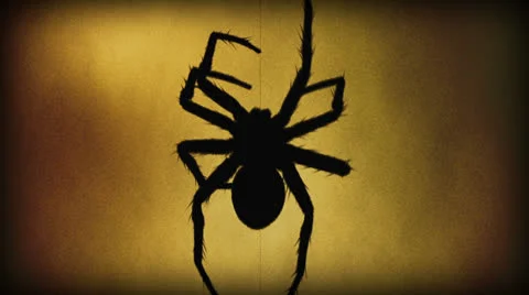 Spider climbing up web scary realistic tarantula arachnid Stock Footage
