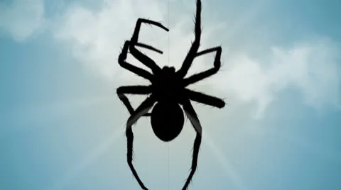 Spider climbing up web scary realistic tarantula arachnid Stock Footage 25908912
