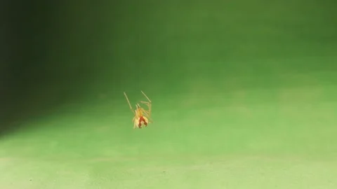 Spider climbs its silk on green background. Candy stripe cobweb weaver. Spiders Stock Footage 201787603