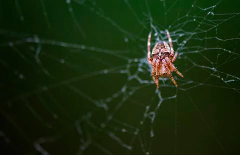 Spider climbs on the web. Stock Photos