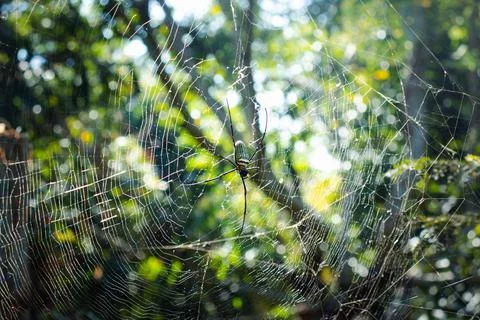 The spider climbs on the web . Stock Photos