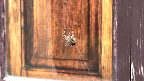 Spider clinging to its web due to strong wind blowing Stock Footage 221564469