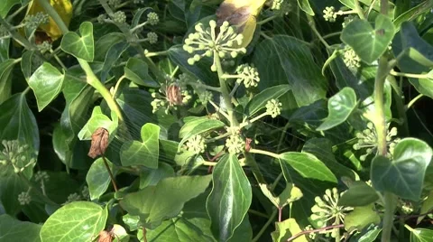 Spider clinging to its web in the wind Stock Footage 8676654