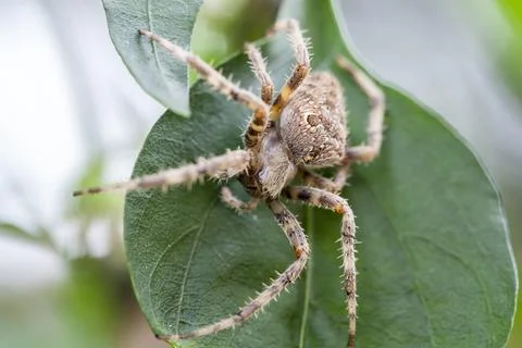 Spider clinging to leaf Stock Photos