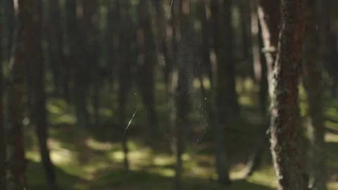 Spider clings to its web at blurred forest background spider's web contrasting Video stock 268341405