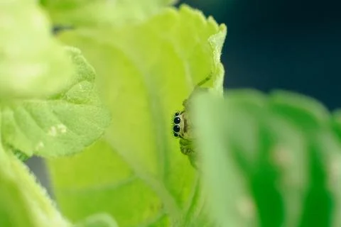 Spider in close-up alone on the leaf. Macro photography. Stock Photos