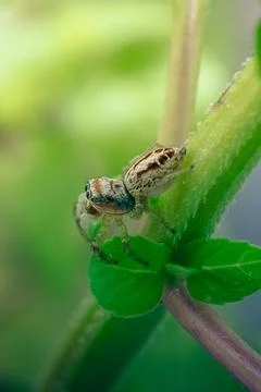 Spider in close-up alone on the leaf. Macro photography. Stock Photos