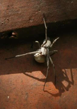 Spider close up with egg sac Foto stock