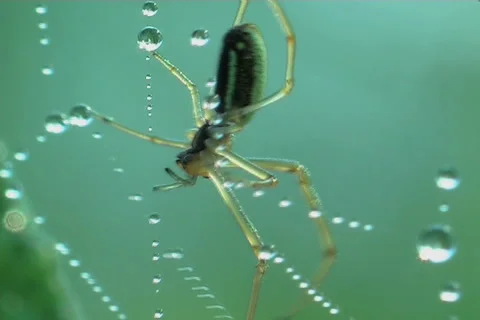 Spider, a close up Video stock 910443