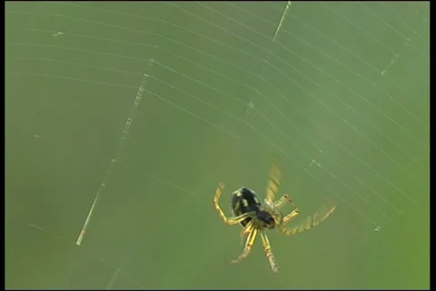Spider, a close up Vídeo Stock 910446
